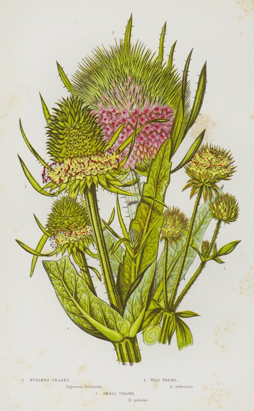 Flowering Plants of Great Britain: Fullers Teasel, Wild Teasel, Small Teasel (colour litho) بواسطة مدرسة اللغة الإنجليزية