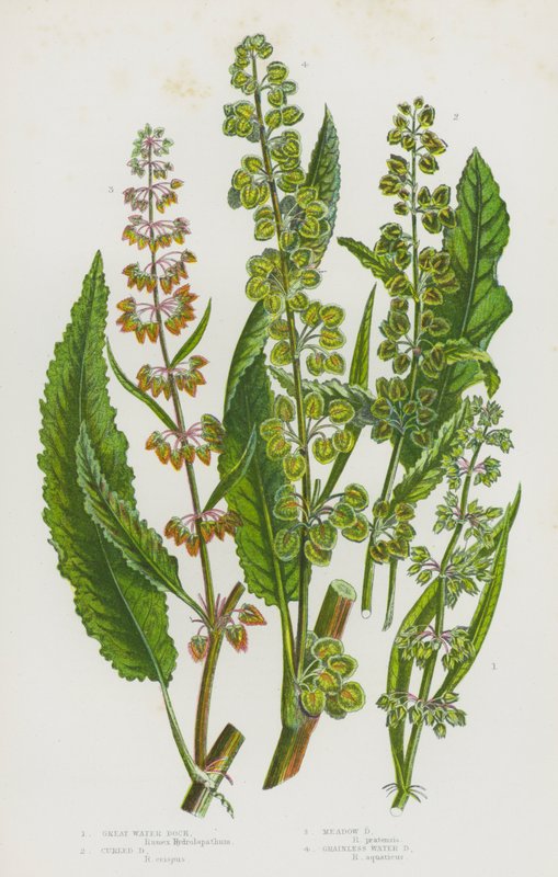 Flowering Plants of Great Britain: Great Water Dock, Curled Dock, Meadow Dock, Grainless Water Dock (colour litho) بواسطة مدرسة اللغة الإنجليزية