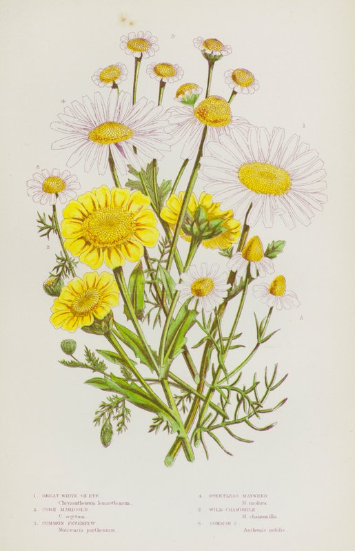 Flowering Plants of Great Britain: Great White Ox-Eye, Corn Marigold, Common Feverfew, Scentless Mayweed, Wild Chamomile, Common Chamomile (colour litho) بواسطة مدرسة اللغة الإنجليزية