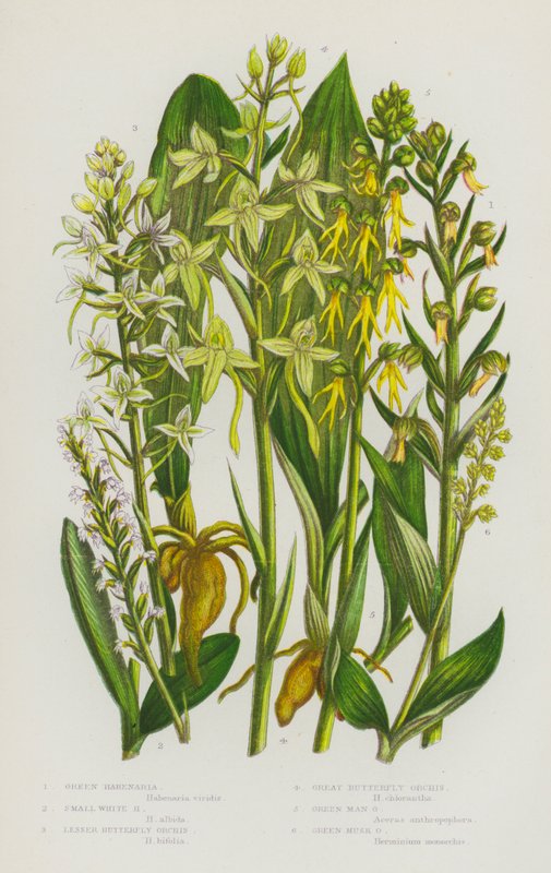 Flowering Plants of Great Britain: Green Habenaria, Small White Habenaria, Lesser Butterfly Orchis, Great Butterfly Orchis, Green Man Orchis, Green Musk Orchis (colour litho) بواسطة مدرسة اللغة الإنجليزية