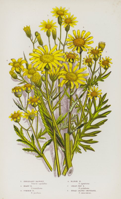 Flowering Plants of Great Britain: Inelegant Ragwort, Hoary Ragwort, Common Ragwort, Marsh Ragwort, Great Fen Ragwort, Broad Leaved Groundsel (colour litho) بواسطة مدرسة اللغة الإنجليزية