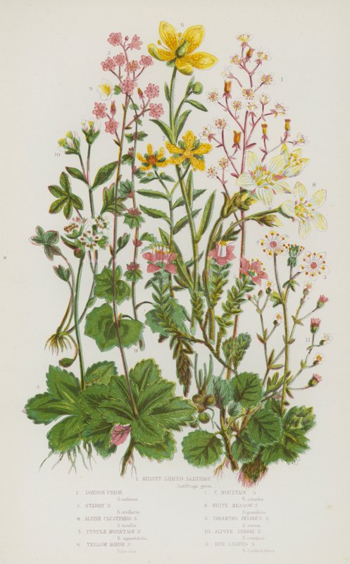 النباتات المزهرة في بريطانيا العظمى: Saxifrage على شكل الكلى ، London Pride ، Starry Saxifrage ، Alpine Clustered Saxifrage ، Purple Mountain Saxifrage ، Yellow Marsh Saxifrage ، Yellow Mountain Saxifrage ، White Meadow Saxifrage ، Drooping Bulbous Saxifra بواسطة مدرسة اللغة الإنجليزية