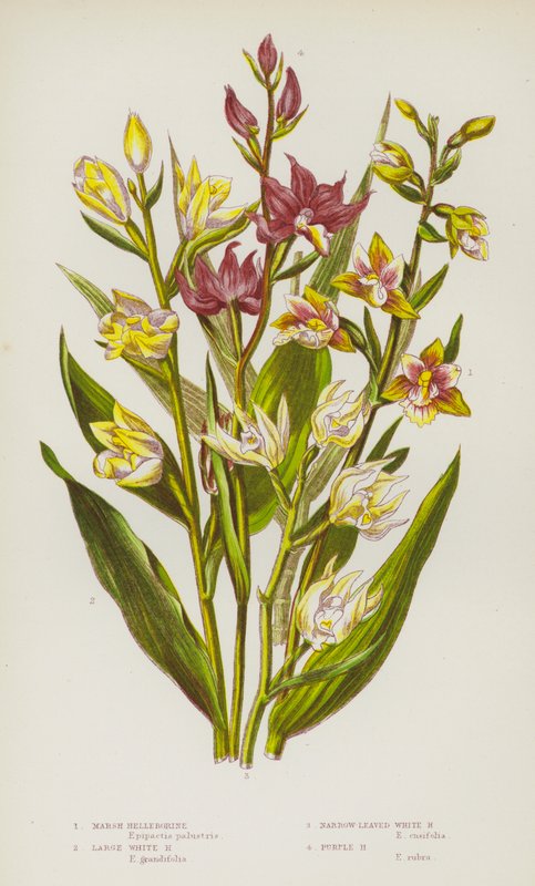 النباتات المزهرة في بريطانيا العظمى: Marsh Helleborine ، كبير أبيض Helleborine ، ضيقة الأوراق البيضاء Helleborine ، Purple Helleborine (لون ليثو) بواسطة مدرسة اللغة الإنجليزية