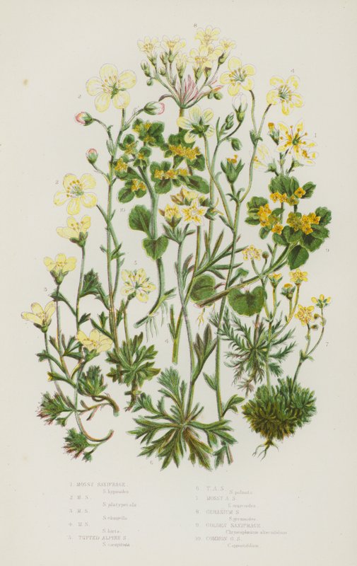 النباتات المزهرة في بريطانيا العظمى: Mossy Saxifrage ، Mossy Saxifrage ، Mossy Saxifrage ، Mossy Saxifrage ، Tufted Alpine Saxifrage ، Tufted Alpine Saxifrage ، Mossy Alpine Saxifrage ، Geranium Saxifrage ، Golden Saxifrage ، Common Golden Saxifrage (color بواسطة مدرسة اللغة الإنجليزية