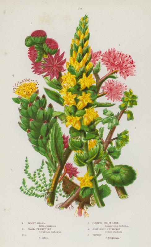 النباتات المزهرة في بريطانيا العظمى: Mossy Tillaea ، و Wall Pennywort ، و Wall Pennywort ، و Common House Leek ، و Rose-Root Stonecrop ، و Orpine (لون ليثو) بواسطة مدرسة اللغة الإنجليزية