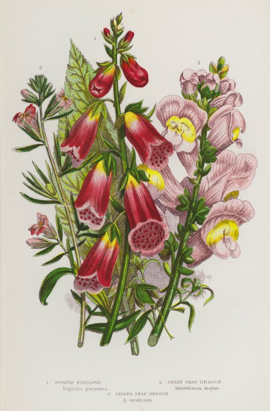 Flowering Plants of Great Britain: Purple Foxglove, Great Snap-Dragon, Lesser Snap-Dragon (colour litho) بواسطة مدرسة اللغة الإنجليزية