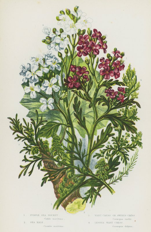 Flowering Plants of Great Britain: Purple Sea Rocket, Sea Kale, Wart Cress or Swines Cress, Lesser Wart Cress (colour litho) بواسطة مدرسة اللغة الإنجليزية