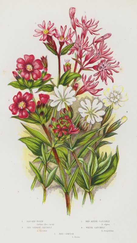 Flowering Plants of Great Britain: Ragged Robin, Red German Catchfly, Red Alpine Catchfly, White Catchfly, Red Campion (colour litho) بواسطة مدرسة اللغة الإنجليزية