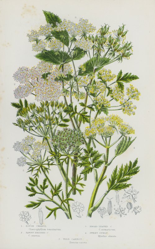 Flowering Plants of Great Britain: Rough Chervil, Tawny Fruited Chervil, Broad-Leaved Chervil, Sweet Cicely, Wild Carrot (colour litho) بواسطة مدرسة اللغة الإنجليزية