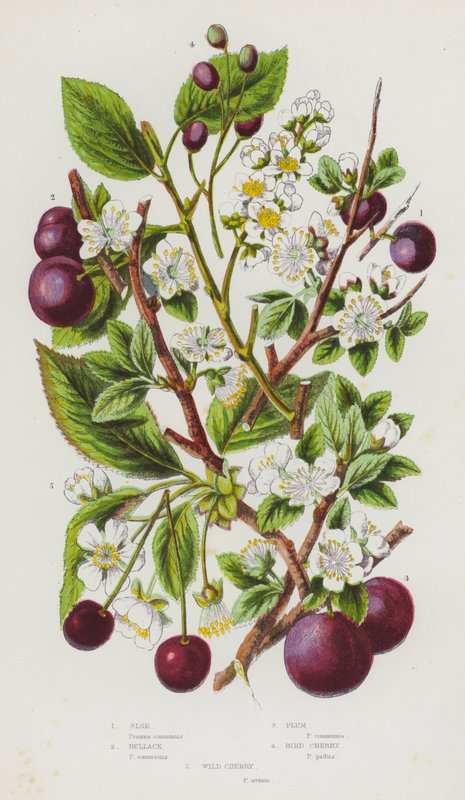 Flowering Plants of Great Britain: Sloe, Bullace, Plum, Bird Cherry, Wild Cherry (colour litho) بواسطة مدرسة اللغة الإنجليزية