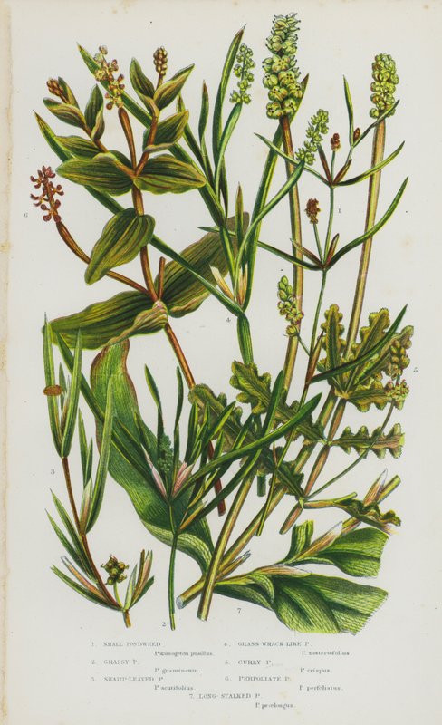 Flowering Plants of Great Britain: Small Pondweed, Grassy Pondweed, Sharp-Leaved Pondweed, Grass-Wrack-Like Pondweed, Curly Pondweed, Perfoliate Pondweed, Long-Stalked Pondweed (colour litho) بواسطة مدرسة اللغة الإنجليزية