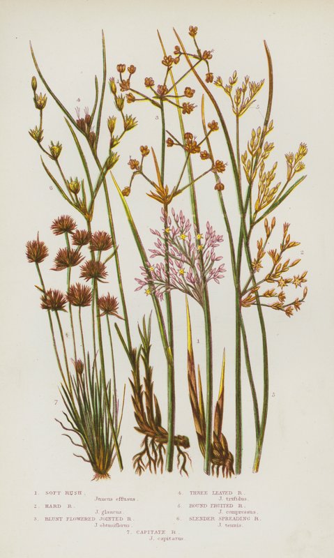 النباتات المزهرة في بريطانيا العظمى: Soft Rush ، Hard Rush ، Blunt Flowered Jointed Rush ، Three Leaved Rush ، Round Fruited Rush ، Slender Spreading Rush ، Capitate Rush (لون litho) بواسطة مدرسة اللغة الإنجليزية