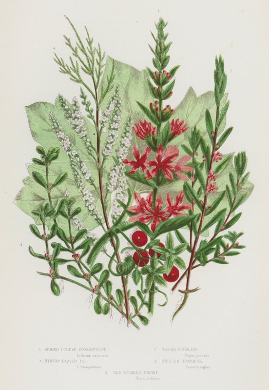 Flowering Plants of Great Britain: Spiked Purple Loosestrife, Hyssop Leaved Purple Loosestrife, Water Pursiane, English Tamarisk, Red Berried Briony (colour litho) بواسطة مدرسة اللغة الإنجليزية