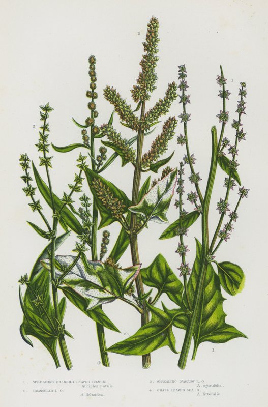 Flowering Plants of Great Britain: Spreading Halberd Leaved Orache, Triangular Leaved Orache, Spreading Narrow Orache, Grass Leaved Sea Orache (colour litho) بواسطة مدرسة اللغة الإنجليزية