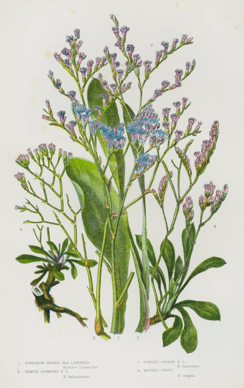 Flowering Plants of Great Britain: Spreading Spiked Sea Lavender, Remote Flowered Sea Lavender, Upright Spiked Sea Lavender, Matted Thrift (colour litho) بواسطة مدرسة اللغة الإنجليزية