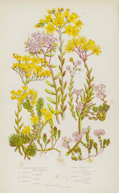 Flowering Plants of Great Britain: Thick-Leaved Stonecrop, English Stonecrop, White Stonecrop, Hairy Stonecrop, Biting Stonecrop, Tasteless Yellow stonecrop, Crooked Yellow Stonecrop, St Vincent