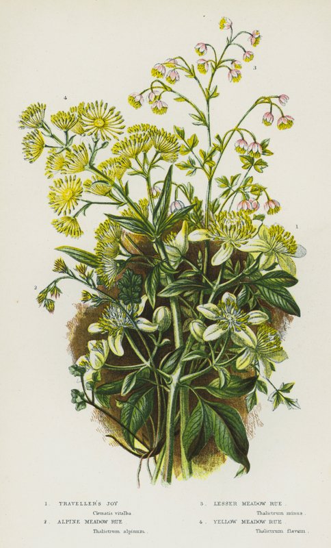 النباتات المزهرة في بريطانيا العظمى: فرح المسافر ، شارع Alpine Meadow ، شارع مرج الصغرى ، شارع Yellow Meadow (لون ليثو) بواسطة مدرسة اللغة الإنجليزية