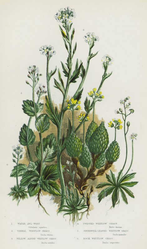 Flowering Plants of Great Britain: Water Awl-Wort, Vernal Whitlow Grass, Yellow Alpine Whitlow Grass, Twisted Whitlow Grass, Speedwell-Leaved Whitlow Grass, Rock Whitlow Grass (colour litho) بواسطة مدرسة اللغة الإنجليزية