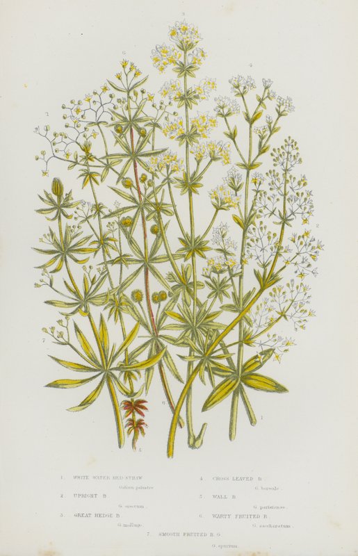Flowering Plants of Great Britain: White Water Bed-Straw, Upright Bed-Straw, Great Hedge Bed-Straw, Cross Leaved Bed-Straw, Wall Bed-Straw, Warty Fruited Bed-Straw, Smooth Fruited Bed-Straw (colour litho) بواسطة مدرسة اللغة الإنجليزية