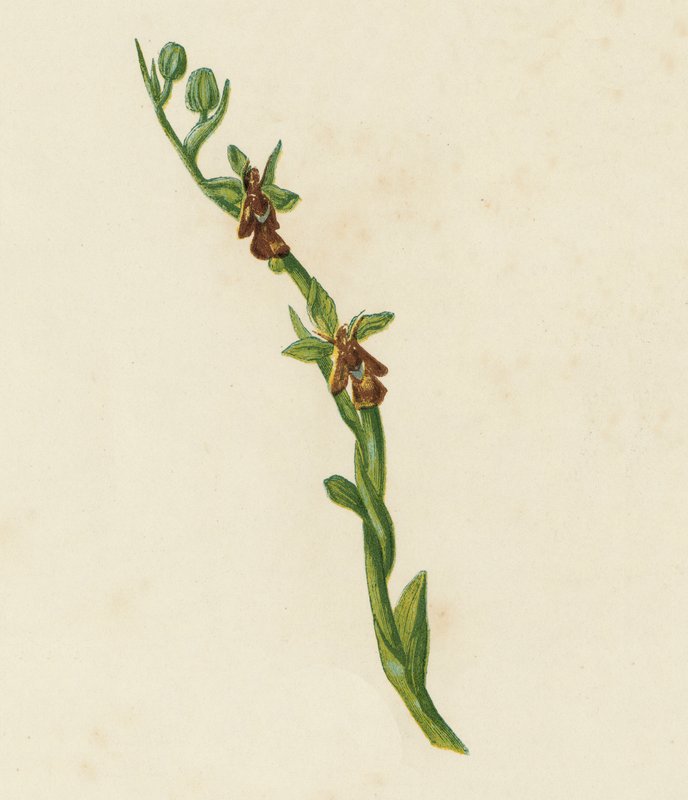 فلاي أوركيس ، Ophrys Muscifera (لون ليثو) بواسطة مدرسة اللغة الإنجليزية