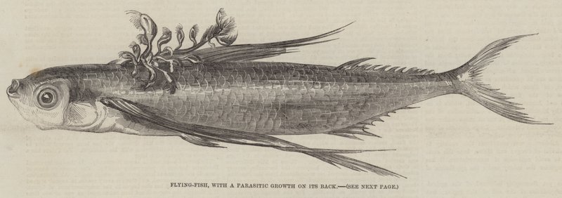 Flying-Fish, with a Parasitic Growth on its Back (engraving) بواسطة مدرسة اللغة الإنجليزية