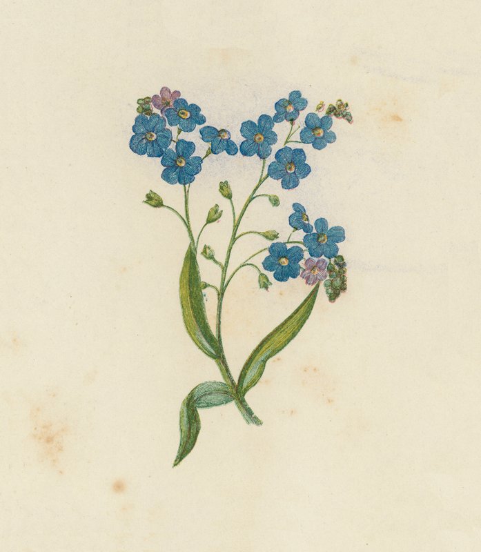 Forget-Me-Not ، Myosotis Palustris (لون ليثو) بواسطة مدرسة اللغة الإنجليزية