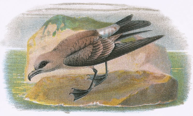 شوكة الذيل Petrel بواسطة مدرسة اللغة الإنجليزية