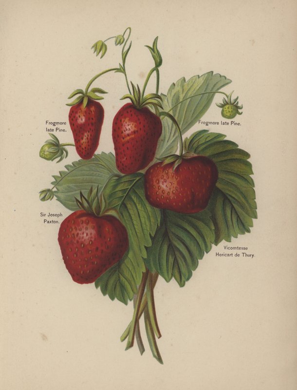 Frogmore الراحل باين ، السير جوزيف باكستون ، Vicomtesse Hericart de Thury بواسطة مدرسة اللغة الإنجليزية