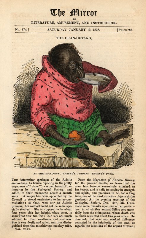 الصفحة الأولى من The Mirror من 13 يناير 1838 للاحتفال بوصول إنسان الغاب إلى حدائق جمعية علم الحيوان في ريجنت بارك ، لندن (نقش ملون) بواسطة مدرسة اللغة الإنجليزية