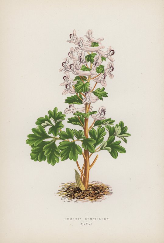 Fumaria Densiflora (لون ليثو) بواسطة مدرسة اللغة الإنجليزية