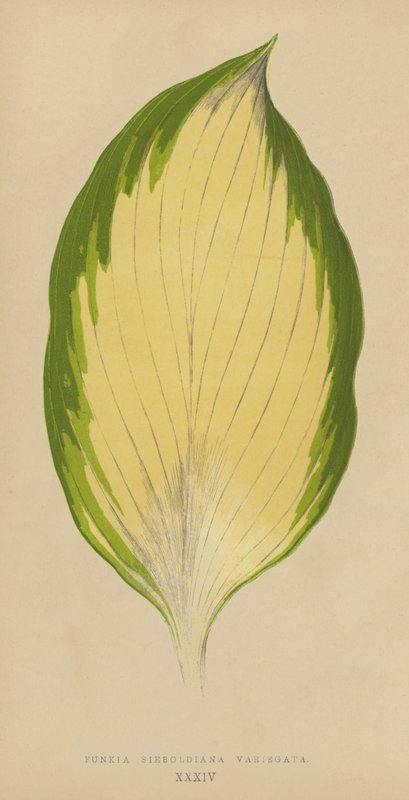 Funkia Sieboldiana Variegata بواسطة مدرسة اللغة الإنجليزية