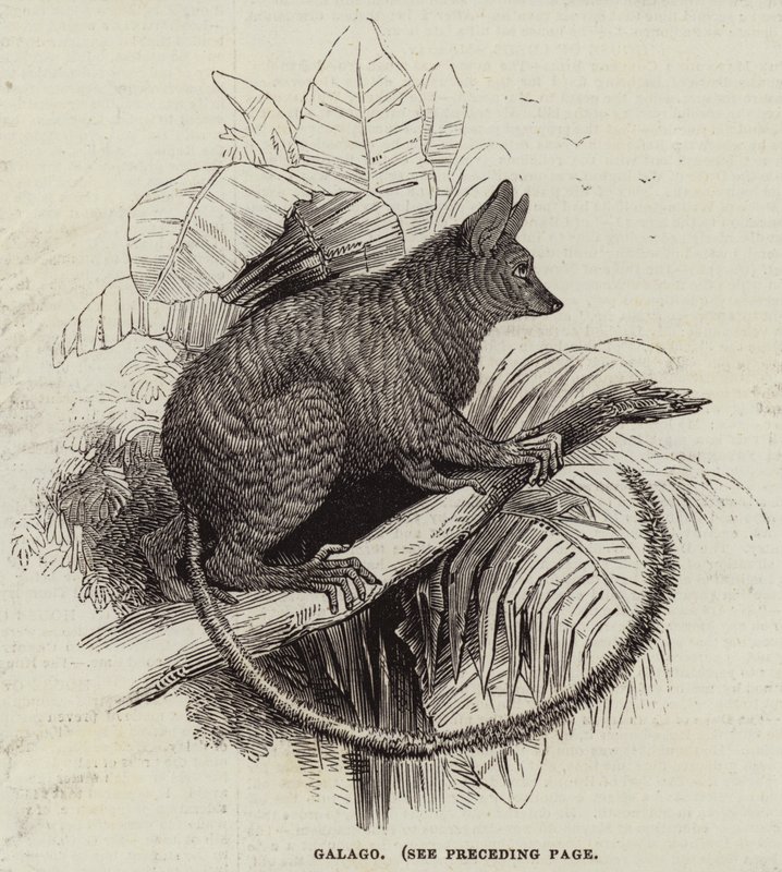 Galago (engraving) بواسطة مدرسة اللغة الإنجليزية