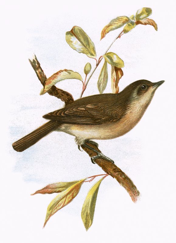 الحديقة Warbler بواسطة مدرسة اللغة الإنجليزية