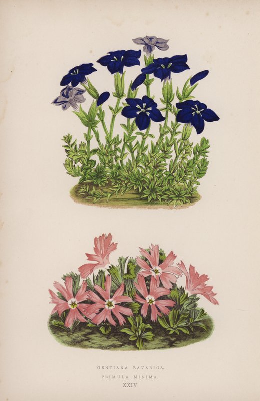 جينتيانا بافاريكا Primula Minima (لون litho) بواسطة مدرسة اللغة الإنجليزية
