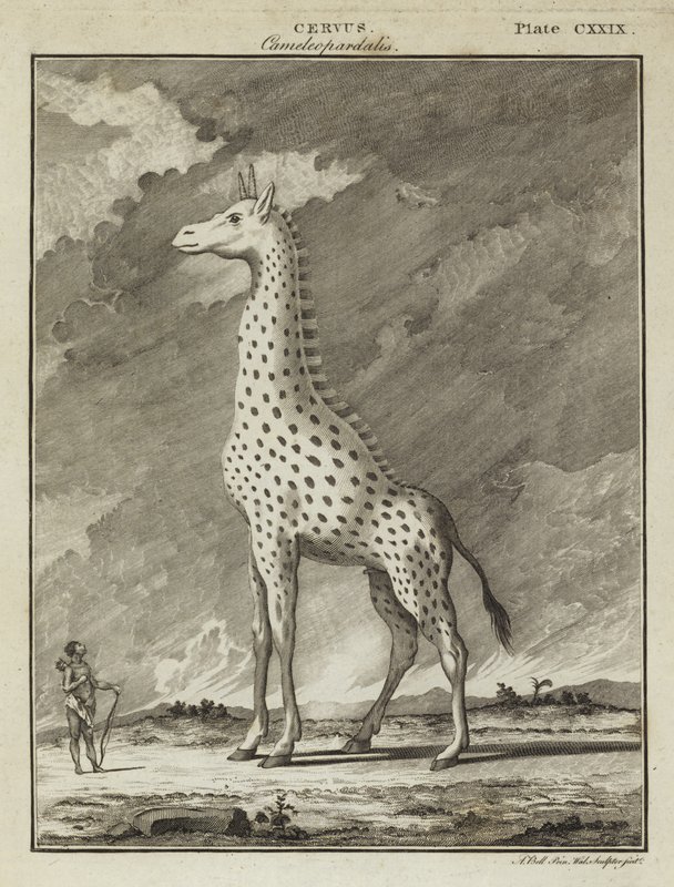زرافة (Cervus camelopardalis) بواسطة مدرسة اللغة الإنجليزية