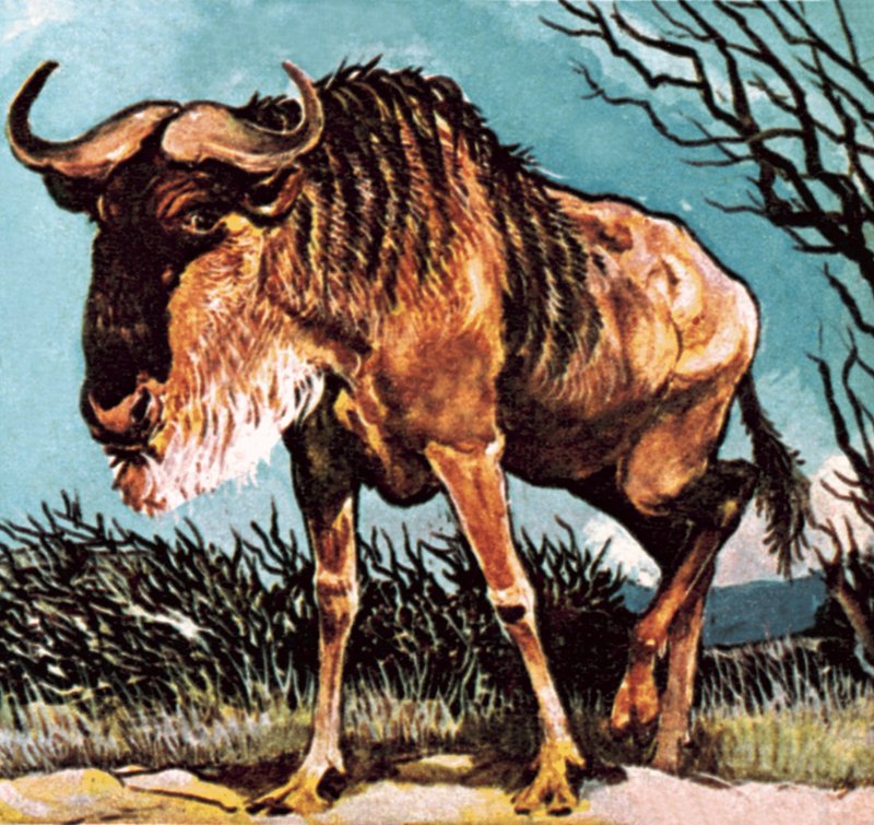 Gnu أو wilderbeast بواسطة مدرسة اللغة الإنجليزية