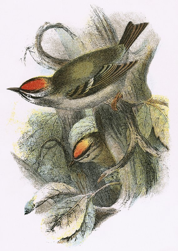 Goldcrest (سفلي) و Firecrest (علوي) بواسطة مدرسة اللغة الإنجليزية