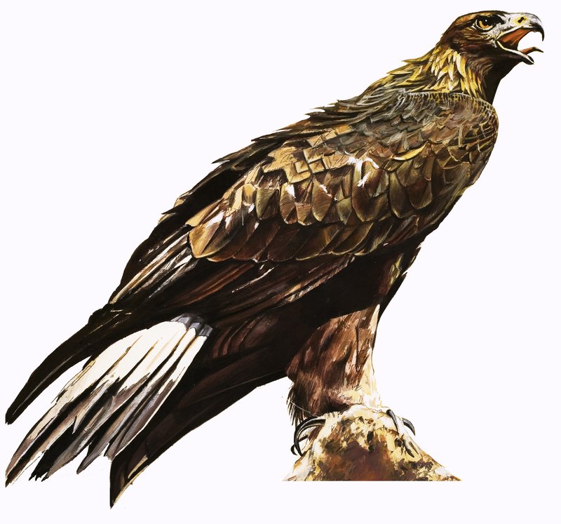 النسر الذهبي بواسطة مدرسة اللغة الإنجليزية