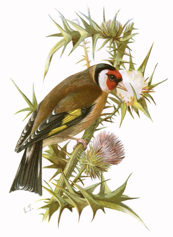 طائر الحسون بواسطة مدرسة اللغة الإنجليزية
