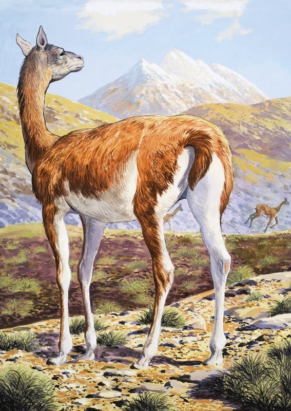 Guanacos رشيقة بواسطة مدرسة اللغة الإنجليزية