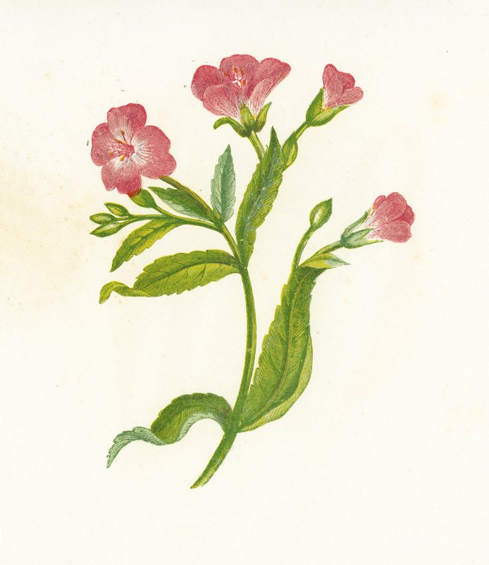 شعر الأعشاب الصفصاف العظيم ، Epilobium Hirsutum بواسطة مدرسة اللغة الإنجليزية