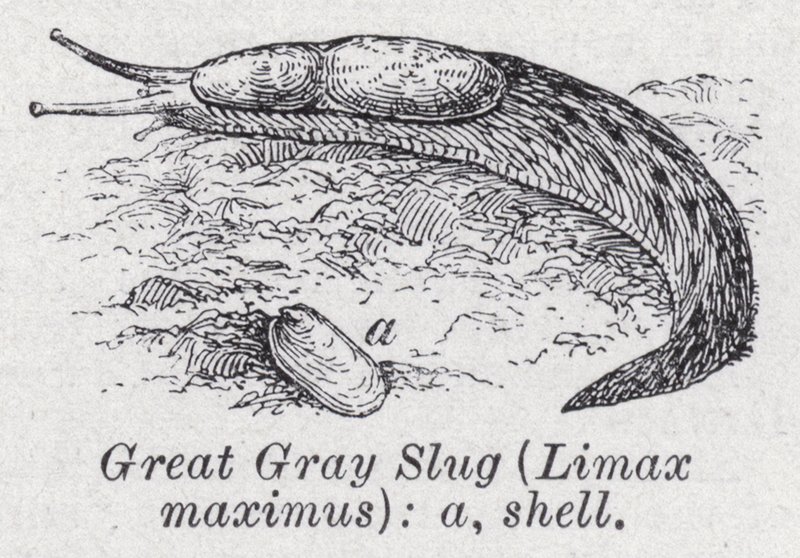 سبيكة رمادية كبيرة ، Limax Maximus (litho) بواسطة مدرسة اللغة الإنجليزية