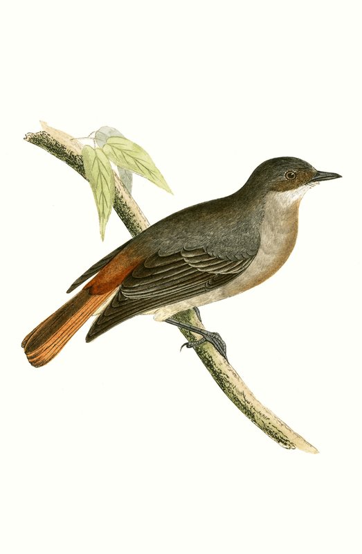 Gray Redstart ، توضيح من "تاريخ طيور أوروبا غير المرصودة في الجزر البريطانية" بقلم تشارلز روبرت بري (1811-1886) ، نشر عام 1867 بواسطة مدرسة اللغة الإنجليزية