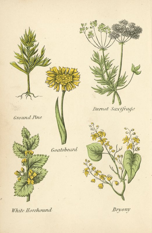الأرض الصنوبر ، بيرنت ساكسيفراج ، الماعز ، الأبيض Horehound ، بريوني بواسطة مدرسة اللغة الإنجليزية