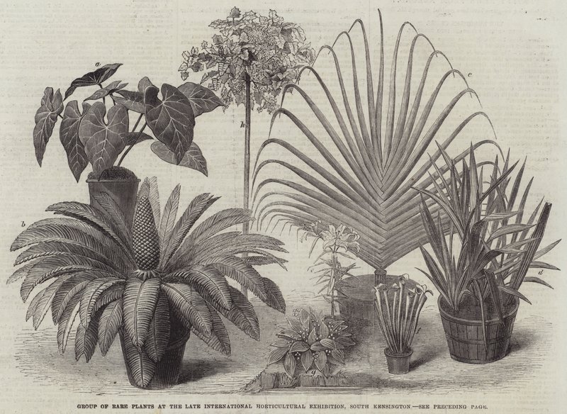 Group of Rare Plants at the Late International Horticultural Exhibition, South Kensington (engraving) بواسطة مدرسة اللغة الإنجليزية
