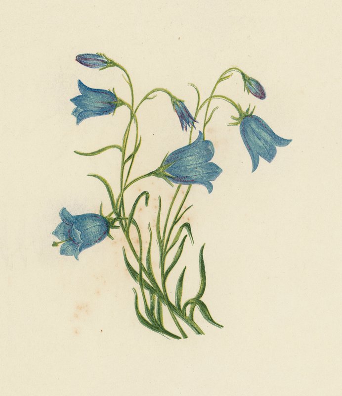 Harebell ، كامبانولا روتونديفوليا (لون ليثو) بواسطة مدرسة اللغة الإنجليزية