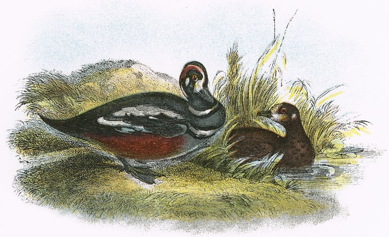Harlequin Duck بواسطة مدرسة اللغة الإنجليزية