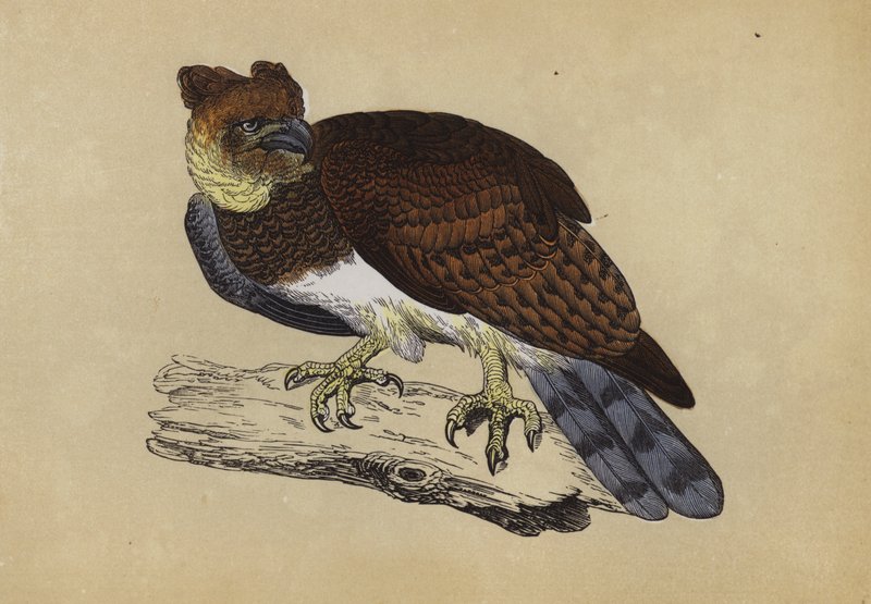 Harpy Eagle (colour litho) بواسطة مدرسة اللغة الإنجليزية