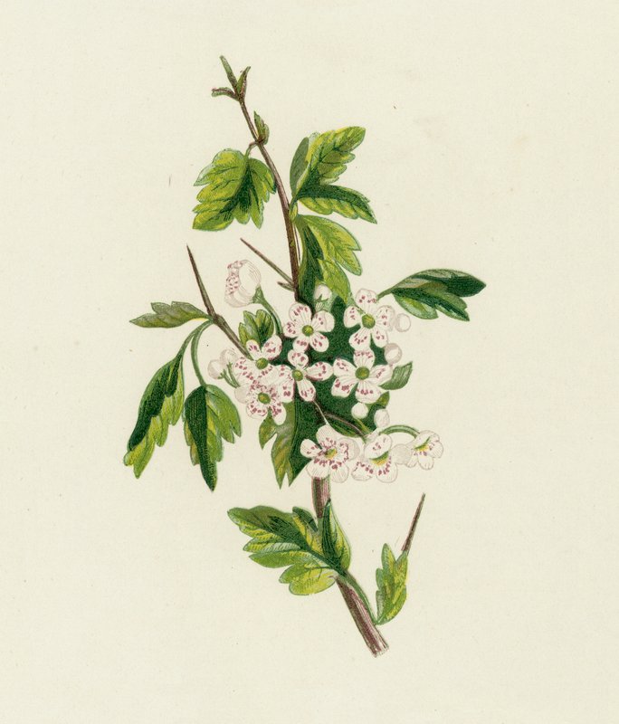 الزعرور ، Crataegus Oxyacantha بواسطة مدرسة اللغة الإنجليزية