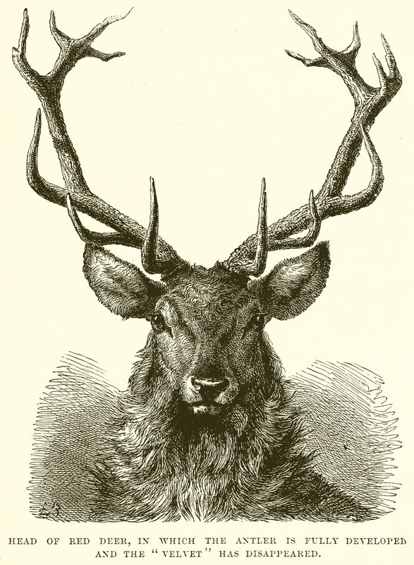 رأس Red Deer ، حيث تم تطوير Antler بالكامل واختفى Velvet بواسطة مدرسة اللغة الإنجليزية
